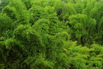 green moss in the forest