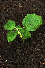 eggplant tree in the ground