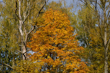 autumn forest. trees in the forest. yellow foliage. Autumn. Russia, odintsovo. lazutinoy track