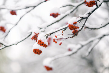 Rowan