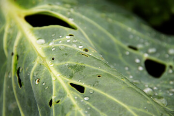 Fototapeta na wymiar cabbage leaves after rain, covered with water drops close-up