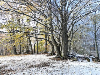 forêt enneigée au col de chioula avec des couleurs d'automne