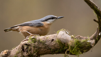 Kleiber, bird, natur, wild lebende tiere, tier, specht, schnabel, baum, wild, feather, ast, weiß,