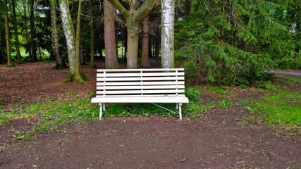 White bench in the forest park standing by a birch tree. The forest is mixed and made of many different kind of trees. Everything is green and fresh.