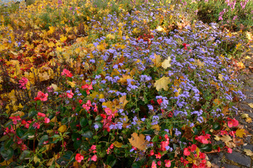 herbstfarben im park