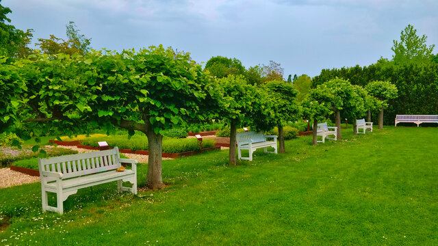 Four white benchs between two small trees in the park. There is grass all over the picture and behind the seat is some kind of small garden.