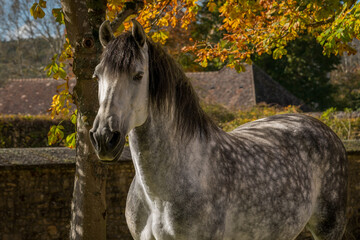 Obraz premium Beautiful Spanish PRE horse