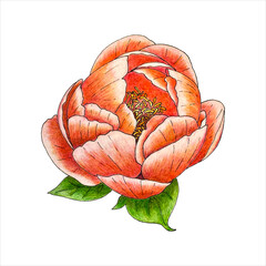 Peony flower bud with petals and leaves, vector hand-drawn pencil drawing. Tracing. Isolated, white background. Vector illustration
