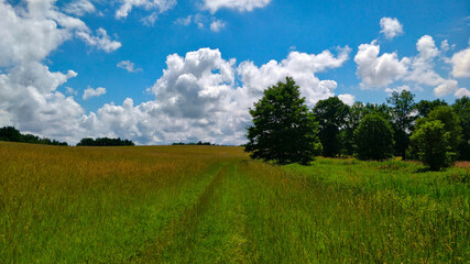Grassland surrounded by forest in the South Bohemian region during beautiful weather. White clouds on the sky creates nice scenery.