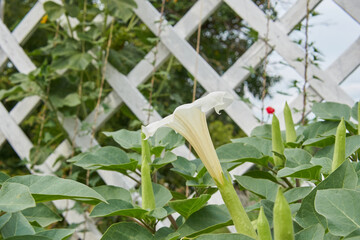 Flowers of Datura in the garden.