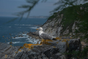 Gaviota descansando cerca de la costa