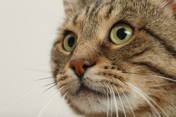 Closeup view of tabby cat with beautiful eyes on light background
