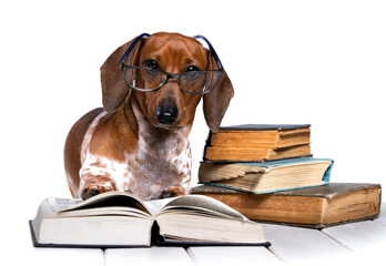 dachshund with glasses reading a book, inquisitive puppy, canine science