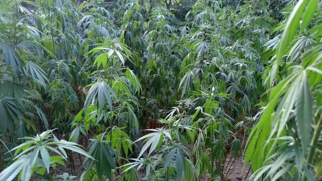 Marijuana plant at outdoor cannabis farm field, Hemp Field.