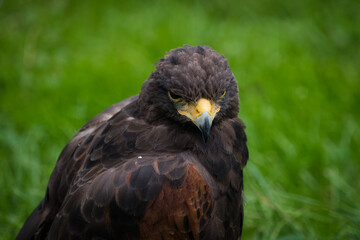 A desert buzzard closeup in a falcrony in saarburg at summer, copy space