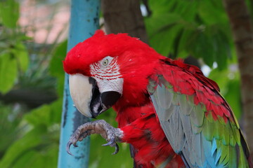 Papagei, Vogel, Urlaub, bunt, Federn, Ara