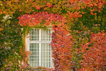 Fototapeta na wymiar wall with wooden window and colorful creeper leafs in Vienna autumn season