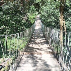 wooden bridge in the forest