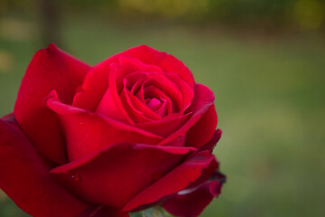 close up red rose in the botanical garden, blurred green grass background
