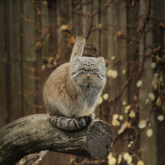 Naklejka premium manul cat (Otocolobus manul)