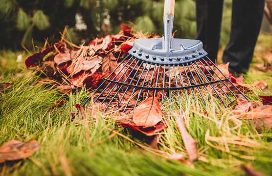 Autumn garden works - raking brown leaves out of the green grass