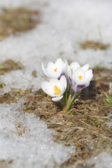 Spring flowers - white crocuses bloom in the park in April, a beautiful template for a web screensaver. Snow shiny cover melts near primroses, Easter card design.