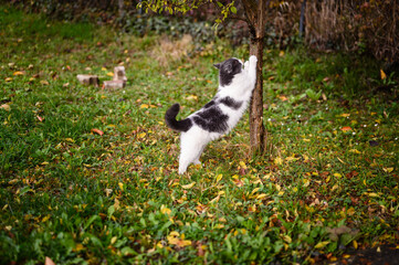 Obraz na płótnie Canvas Beautiful domestic cat stretching high while sharpening its claws on a tree outdoor