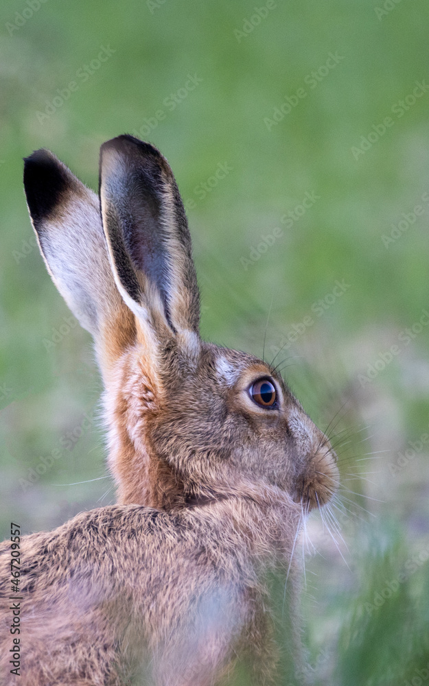 Wall mural Close up portrait of a European hare.