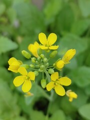 yellow flower in the garden