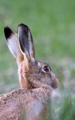 Close up portrait of a European hare.