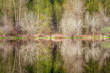 Winter trees reflection