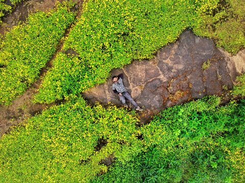 2 gray monkey on brown rock