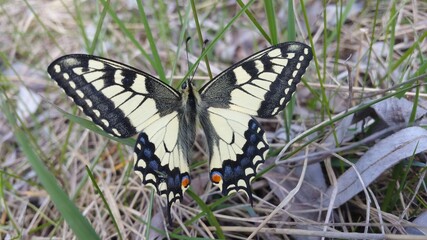 butterfly on a grass