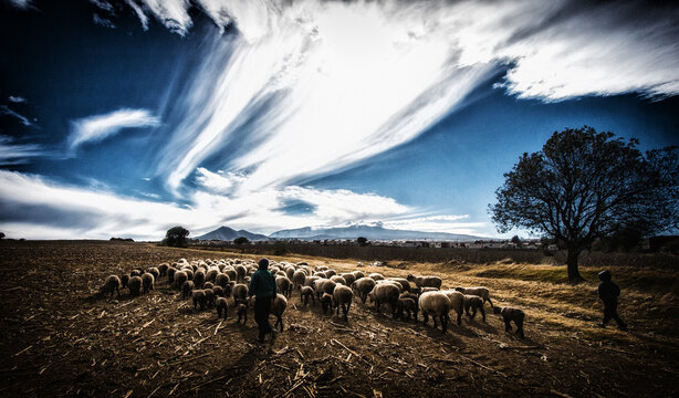 Back view of shepherd and herd of sheep under blue sky