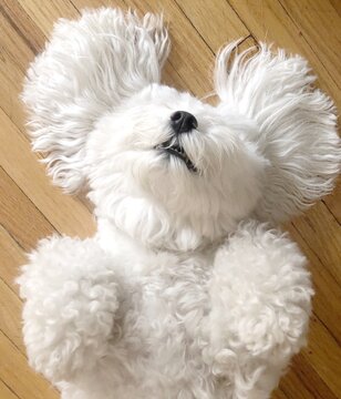 Bichon lying on wooden floor on its back