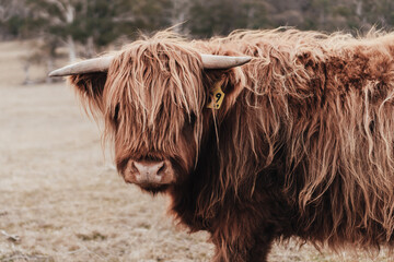 Brown mountain cow in close-up