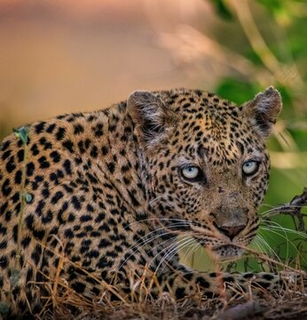 Brown leopard outdoor