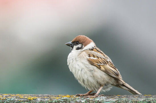 Brown house sparrow bird on tree log