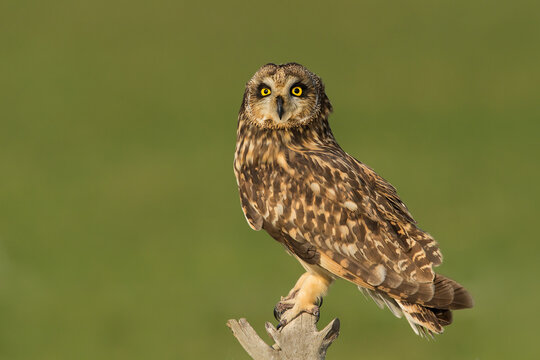 Brown owl perching on tree branch