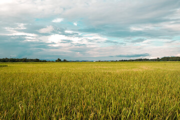 Obraz premium Rice filled and blue sky landscape view