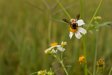 Bees sucking nectar from flowers in the field.