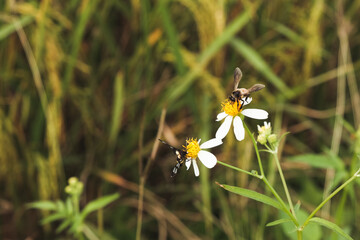 Bees sucking nectar from flowers in the field.