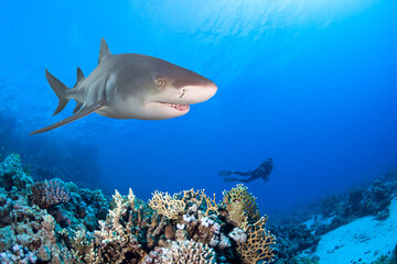 Underwater image of coral reef with shark.
