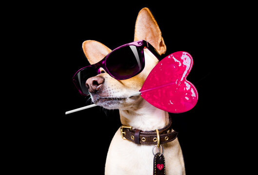 Dog holding heart-shaped lollipop and wearing sunglasses