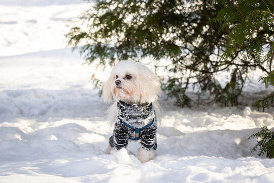 Dog in dark shirt on snow covered ground