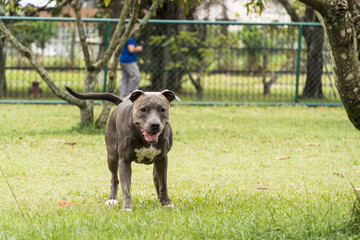 Pit bull dog playing and having fun in the park. Selective focus