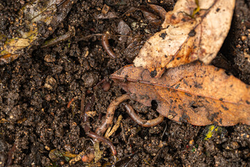 close-up shot of pile of worms in ground