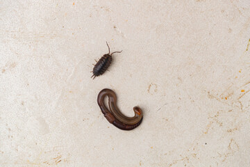 Armadillidium vulgare and Lumbricus terrestris on white