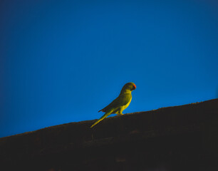 Green bird on top of roof during daytime
