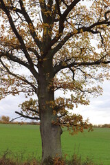 Eiche im Herbst. Herbstlandschaft. Herbstlicht.
